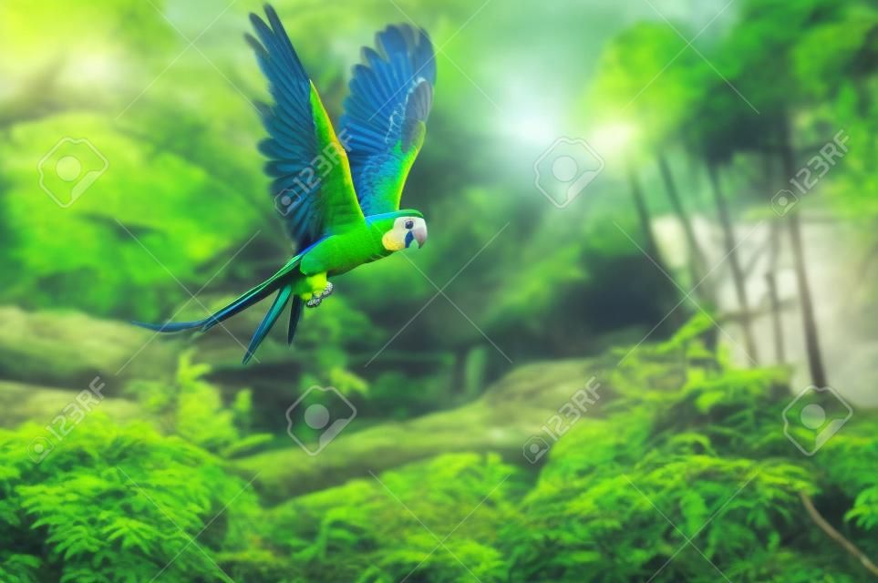 Красивая Ара Попугай на тропических лесов фоне