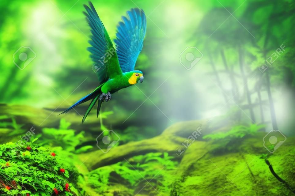 Красивая Ара Попугай на тропических лесов фоне