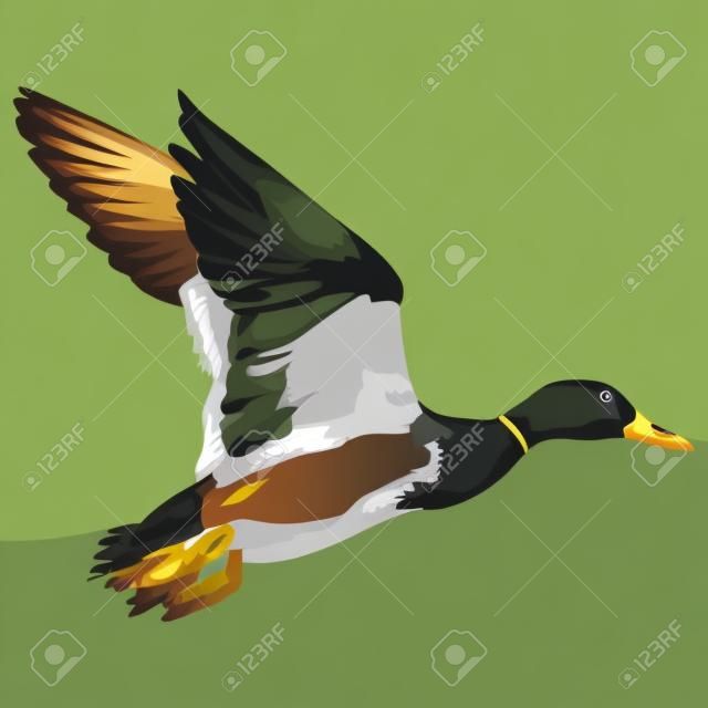 Icône d'illustration vectorielle réaliste de canard sauvage volant.