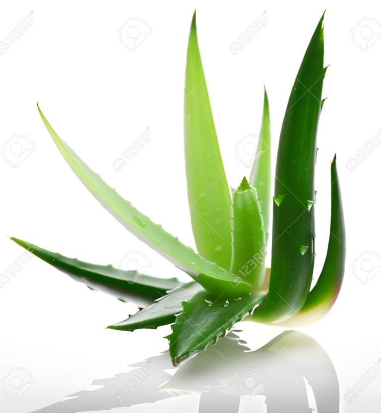 Planta de Aloe vera aislado en blanco.