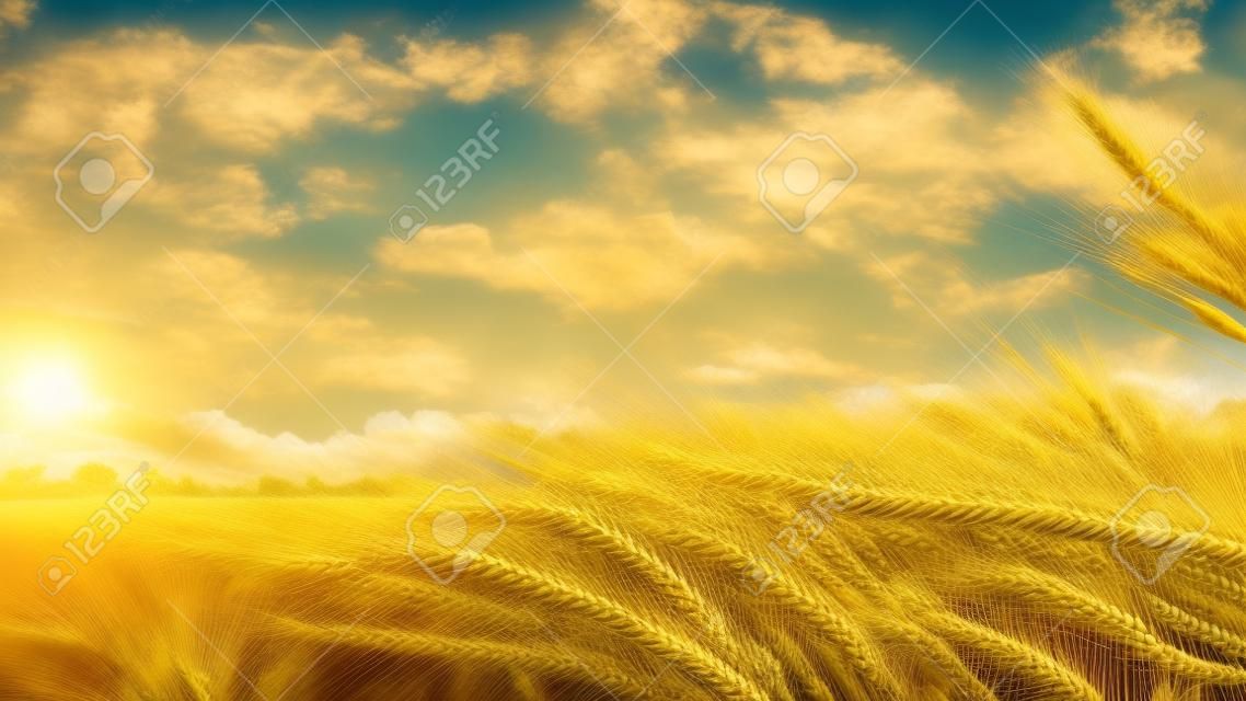 Green wheat stalks blow in the wind. Natural Wheat field. Bueutiful nature wheat field with clouds in sunny day 4k