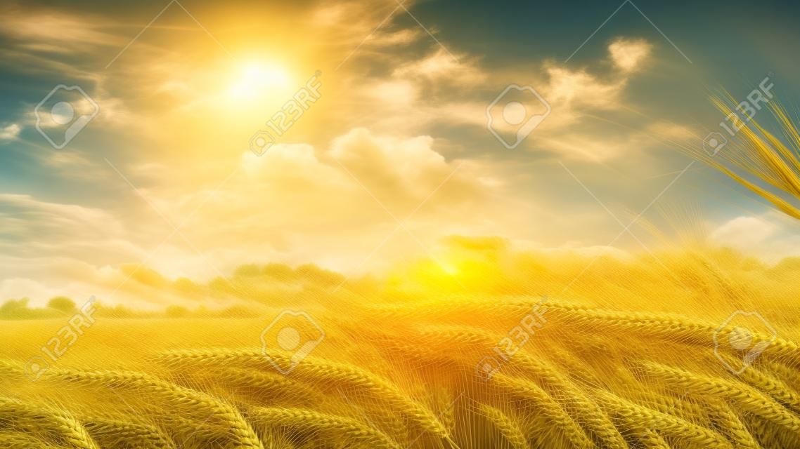Caules de trigo verde sopram no vento. Campo de trigo natural. Campo de trigo de natureza bueutiful com nuvens no dia ensolarado 4k