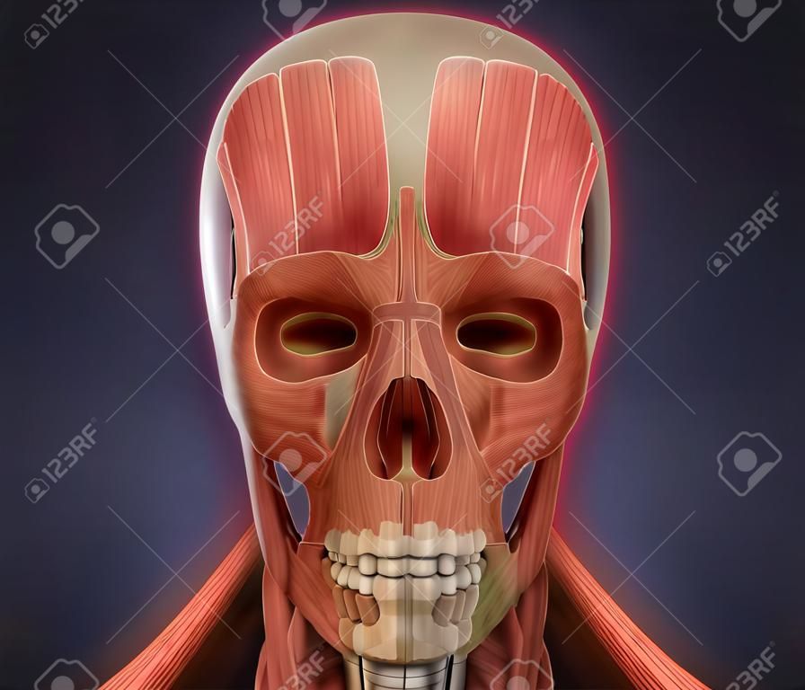 Anatomia Viso