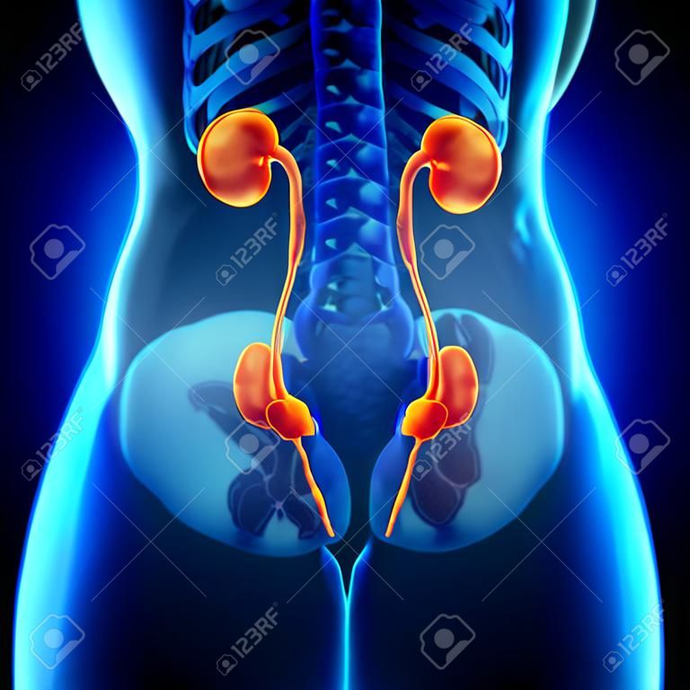 Umano Femminile Kidney Anatomy
