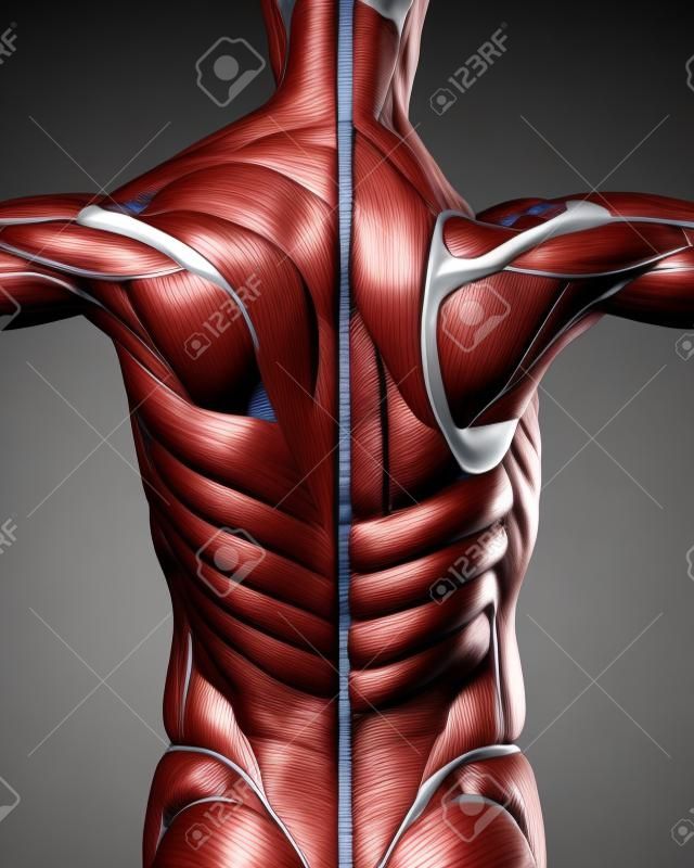 Muskulös Anatomie der Zurück
