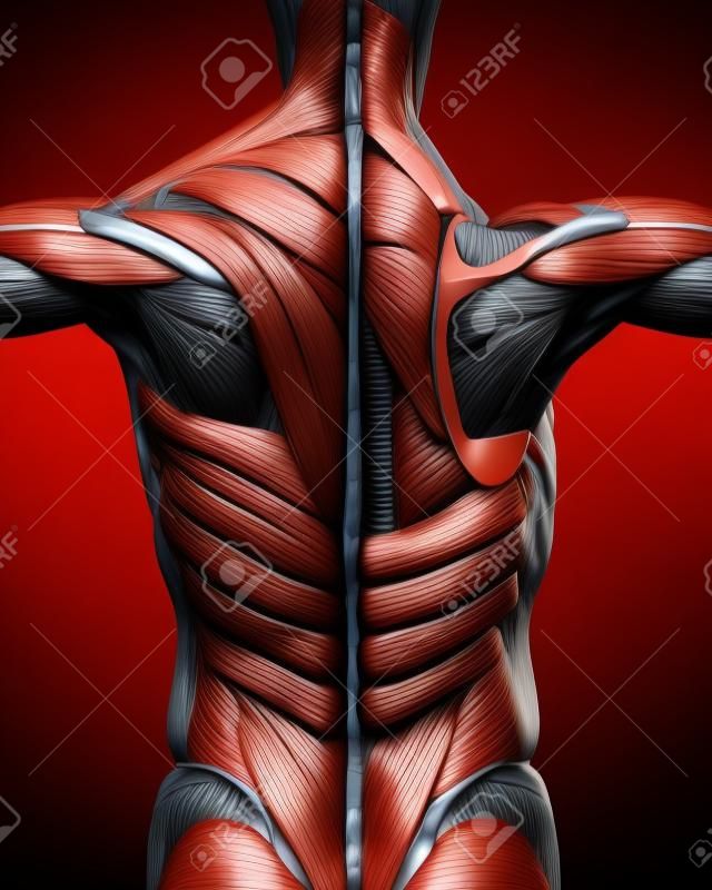 Muskularny Anatomia Powrót