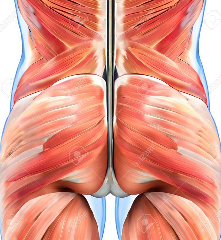 Gesäßmuskeln Anatomie