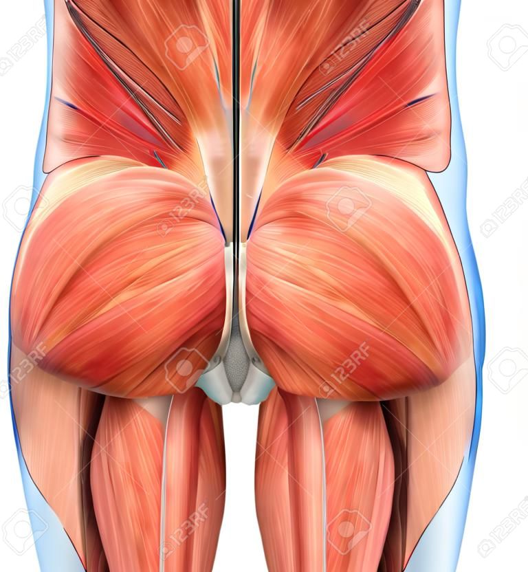 Gesäßmuskeln Anatomie
