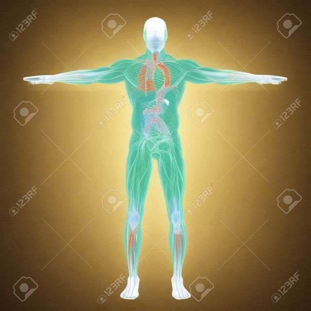 Ilustración del sistema linfático humano