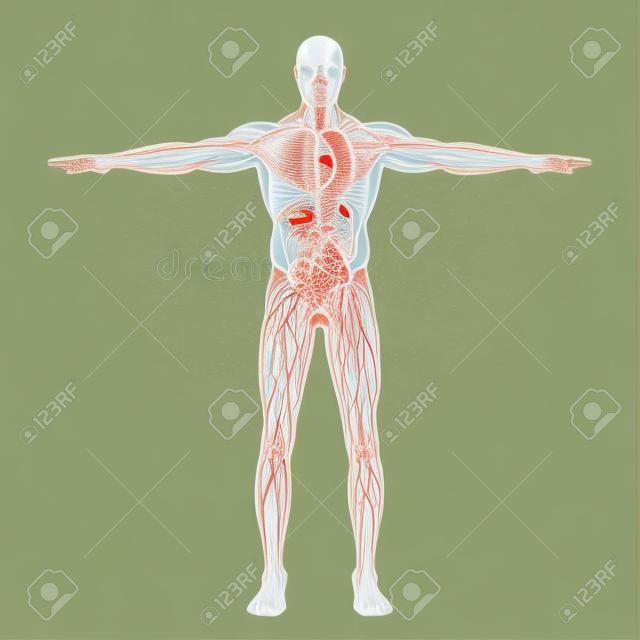 Ilustracja ludzkiego układu limfatycznego