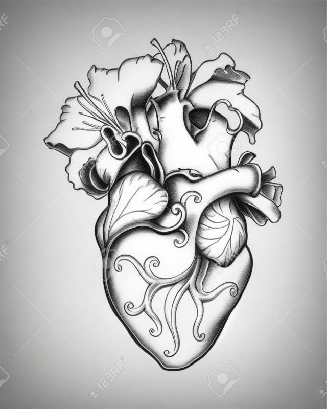 Стилизованный анатомический рисунок человеческого сердца. Сердце с белыми лилиями в романтическом стиле.