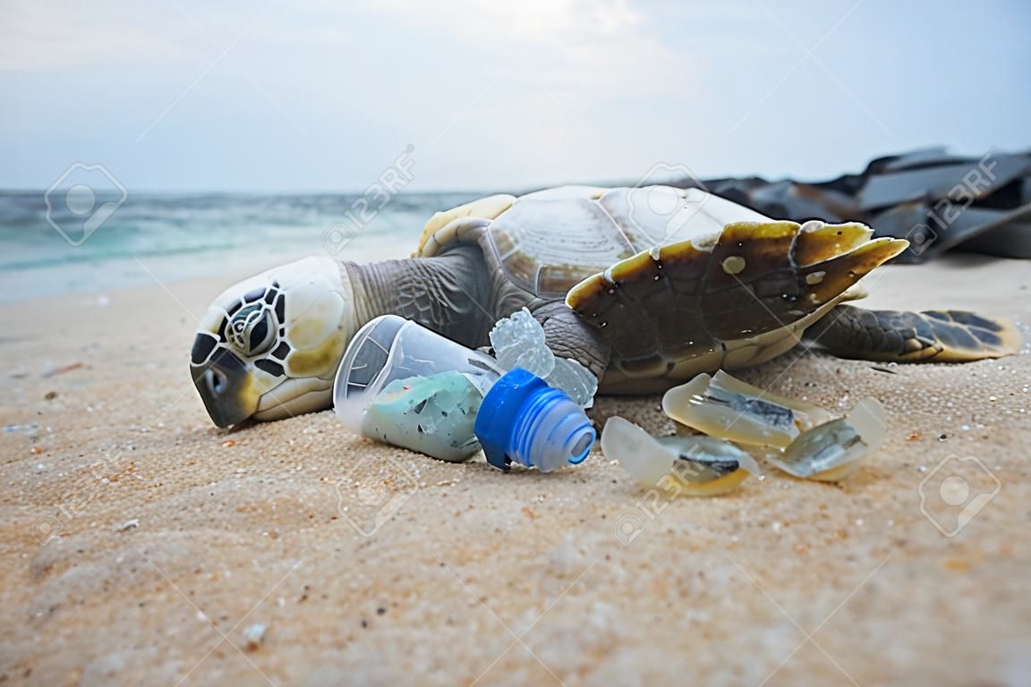 Dead turtle among plastic garbage from ocean on the beach