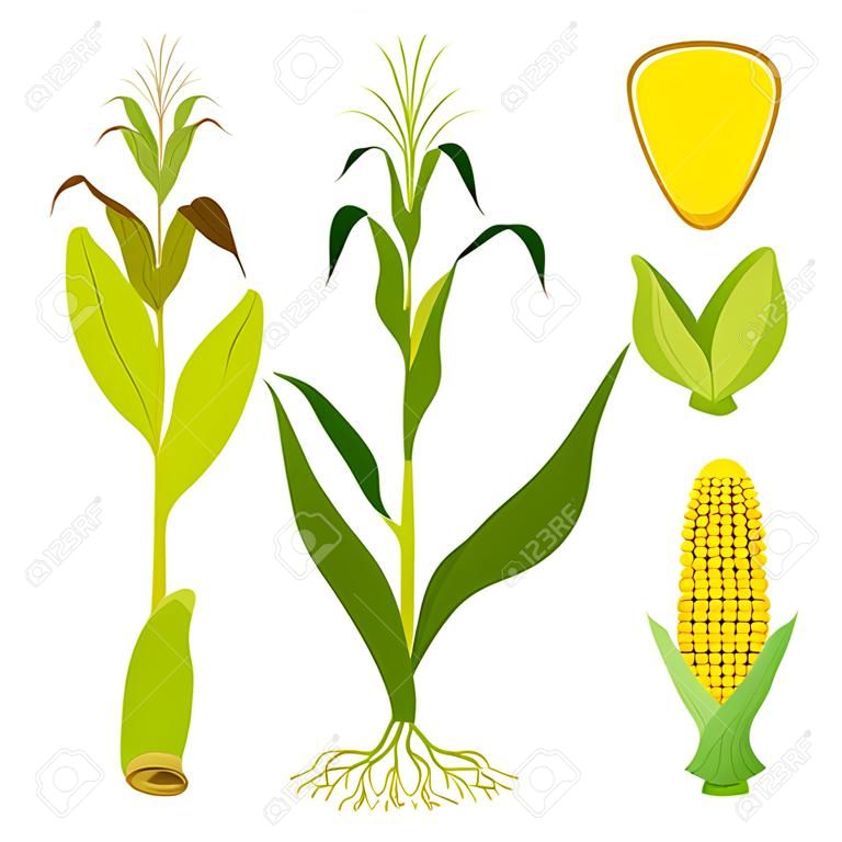 Conjunto de planta de maíz. Ilustración del vector