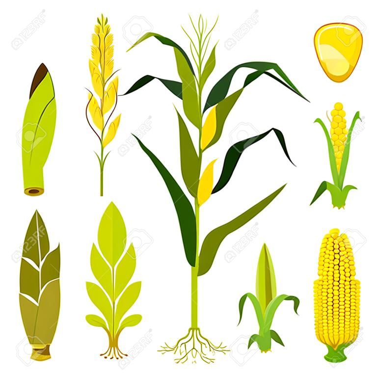 Zestaw roślin kukurydzy. Ilustracji wektorowych