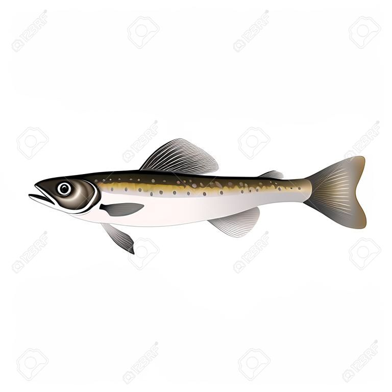 白色背景下的阿拉斯加鳕鱼矢量插图