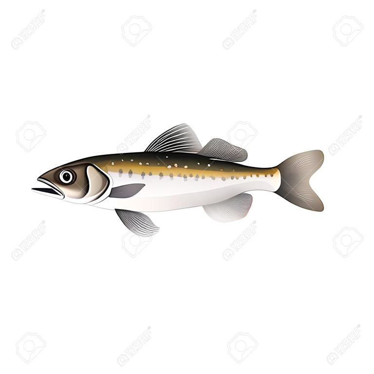 白色背景下的阿拉斯加鳕鱼矢量插图
