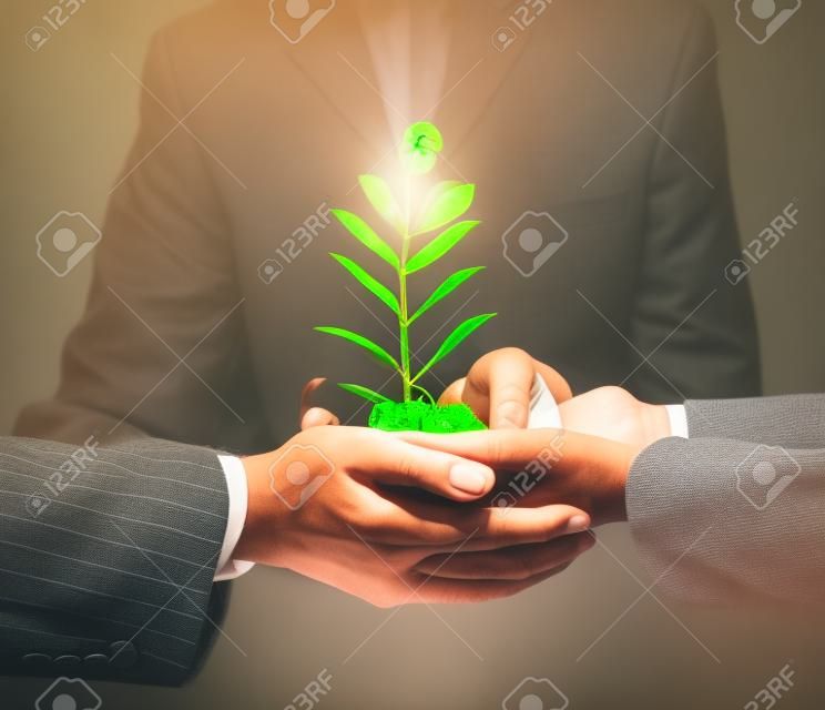 Close up image of human hands holding sprout of money tree