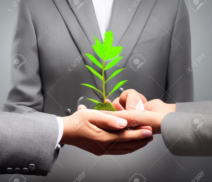 Close up image of human hands holding sprout of money tree
