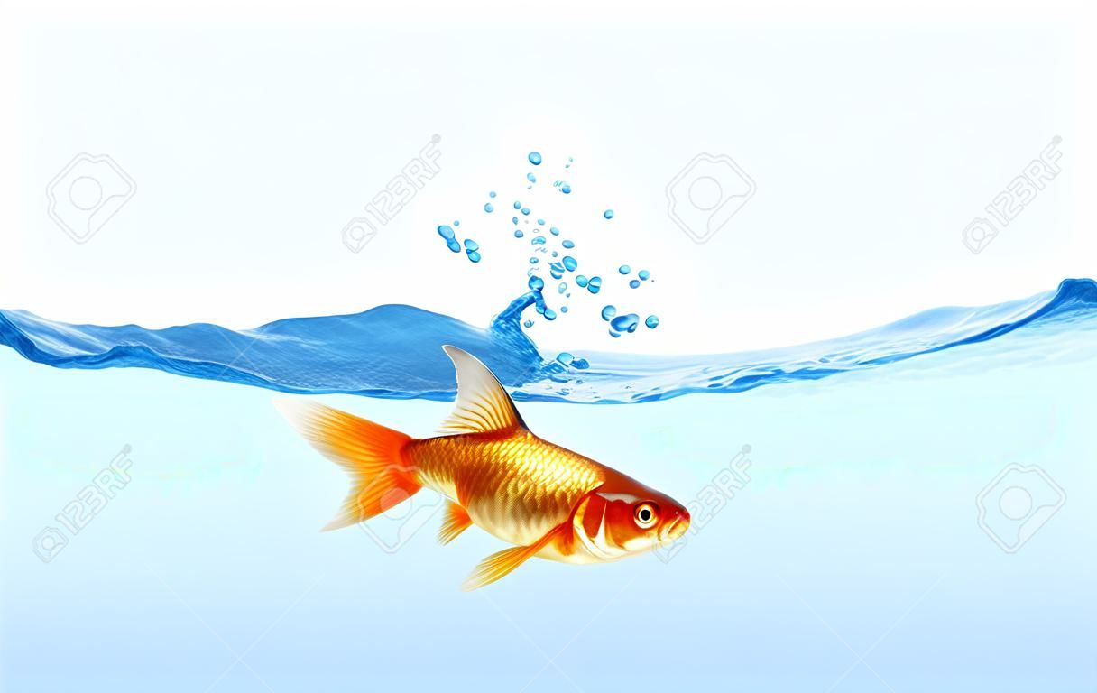 Gold fish in water with shark flip on back