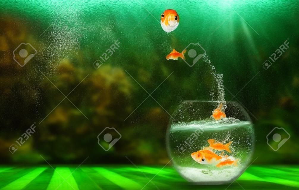 Złota rybka skacząca z akwarium