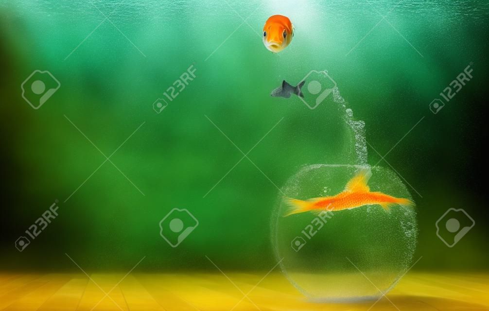 金鱼从水族馆跳
