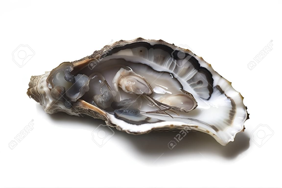 Closeup of fresh Oyster on white background