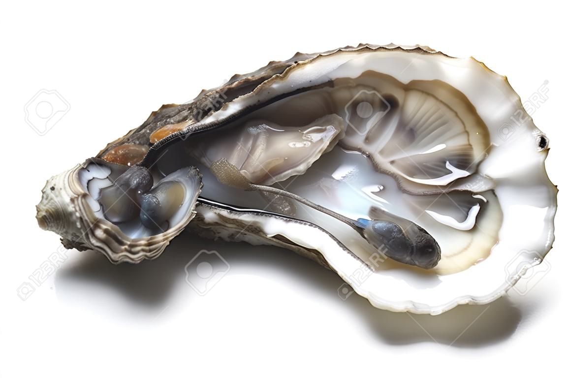 Closeup of fresh Oyster on white background
