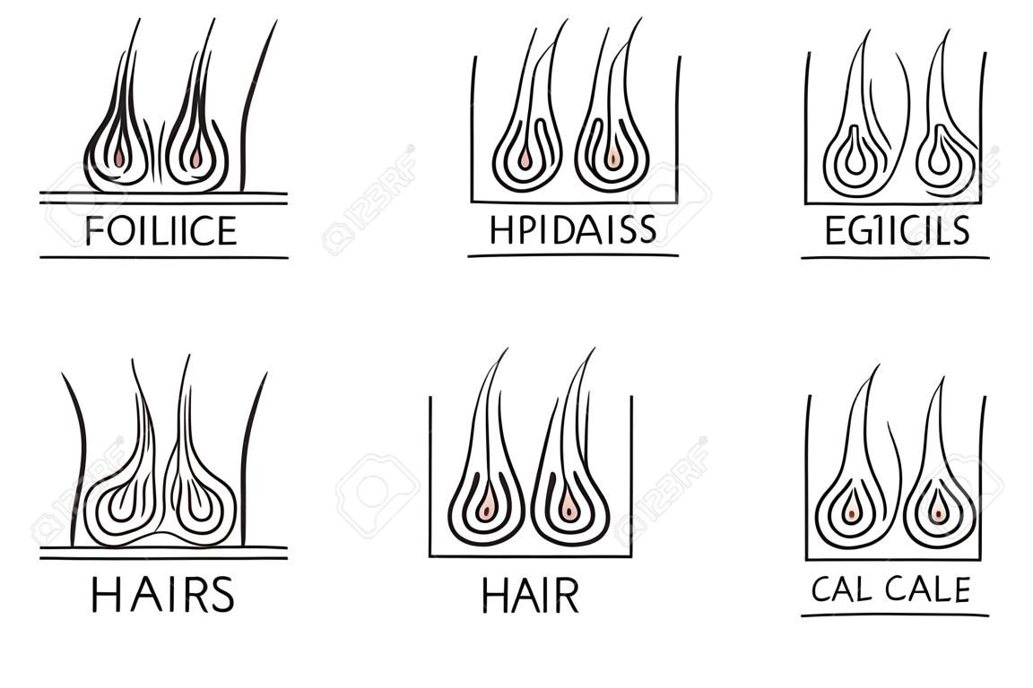 Logotipos cabello sano. Depilación y el cabello extensiones. Anatomía del folículo, la ciencia médica, la epidermis humana, el cuero cabelludo de la piel, ilustración vectorial