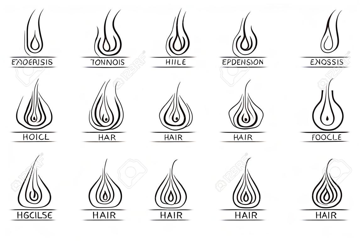 Logotipos de cabelo saudáveis. Epilação e extensões de cabelo. Anatomia folicular, ciência médica, epiderme humana, couro cabeludo, ilustração vetorial