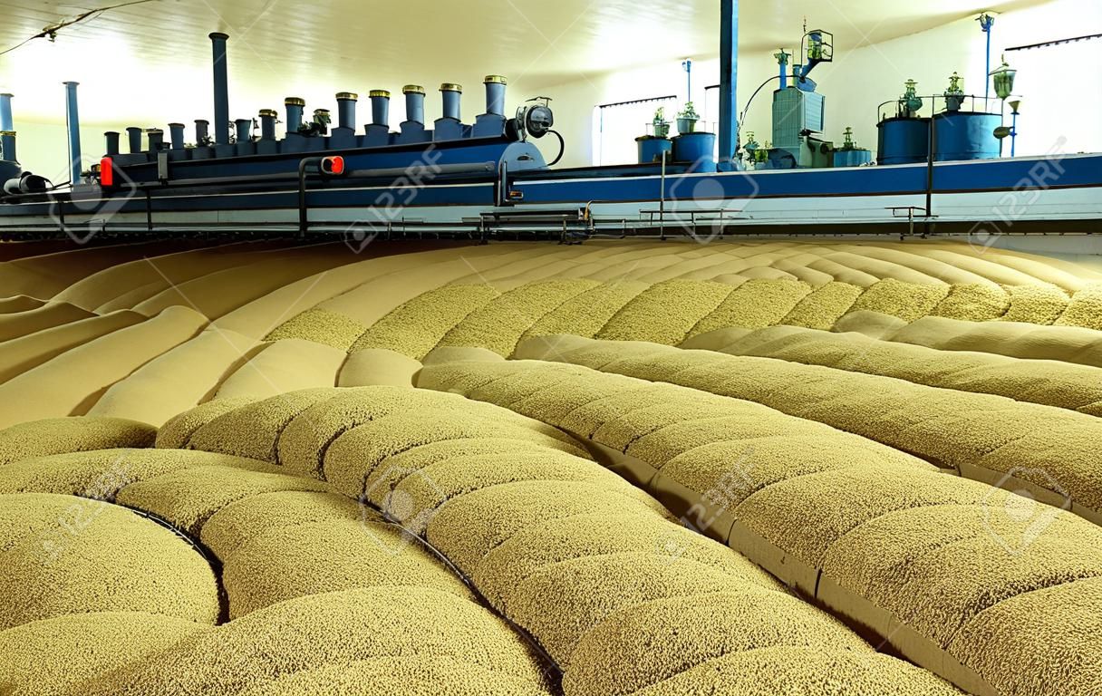 麦芽の生産。麦芽の巨大な付加価値税。小麦の発芽。オート麦を乾燥します。麦の芽。
