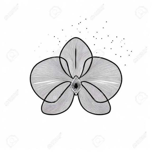 Mão desenhada flor de orquídea. Uma linha de desenho ilustração contínua vector. Design de arte minimalista de minimalismo no fundo branco.