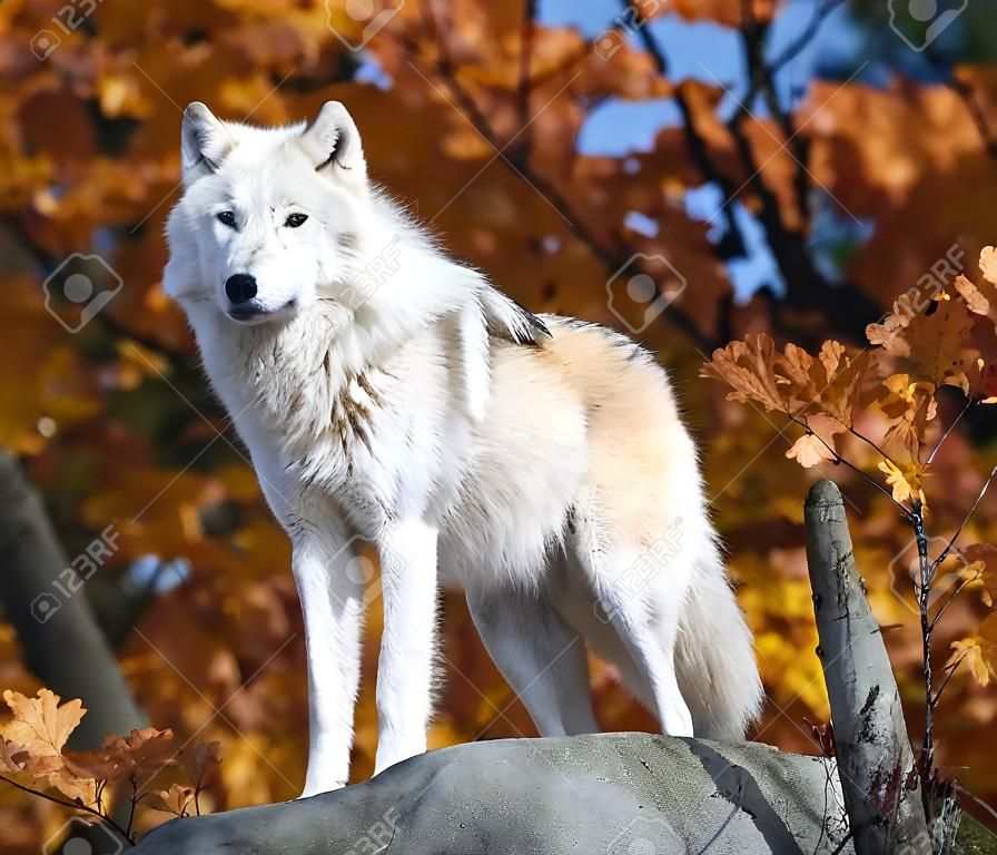 Wilk polarny w lesie majestatyczne jesieniÄ…