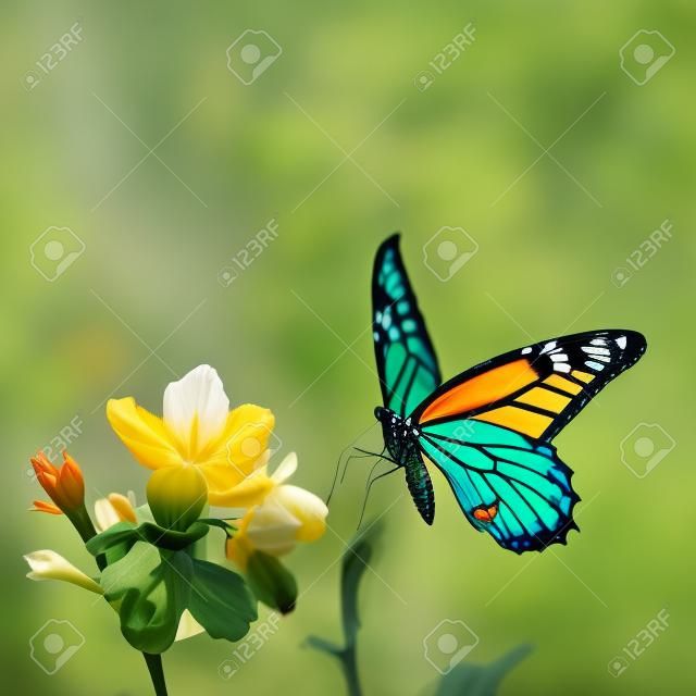 geïsoleerde vlinder en tulp voor adv of andere doeleinden