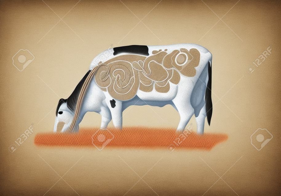 Illustration numérique d'un système digestif de la vache