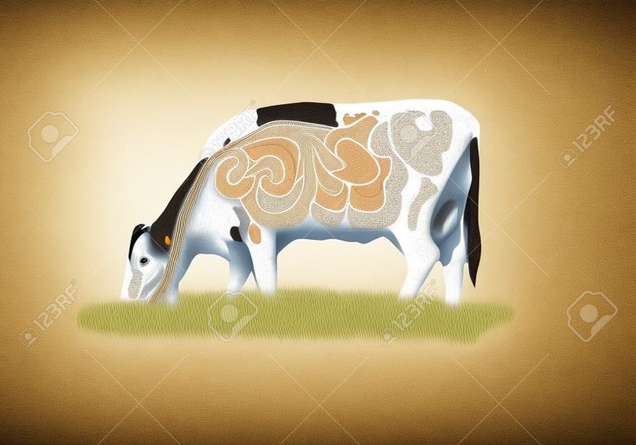 Illustration numérique d'un système digestif de la vache