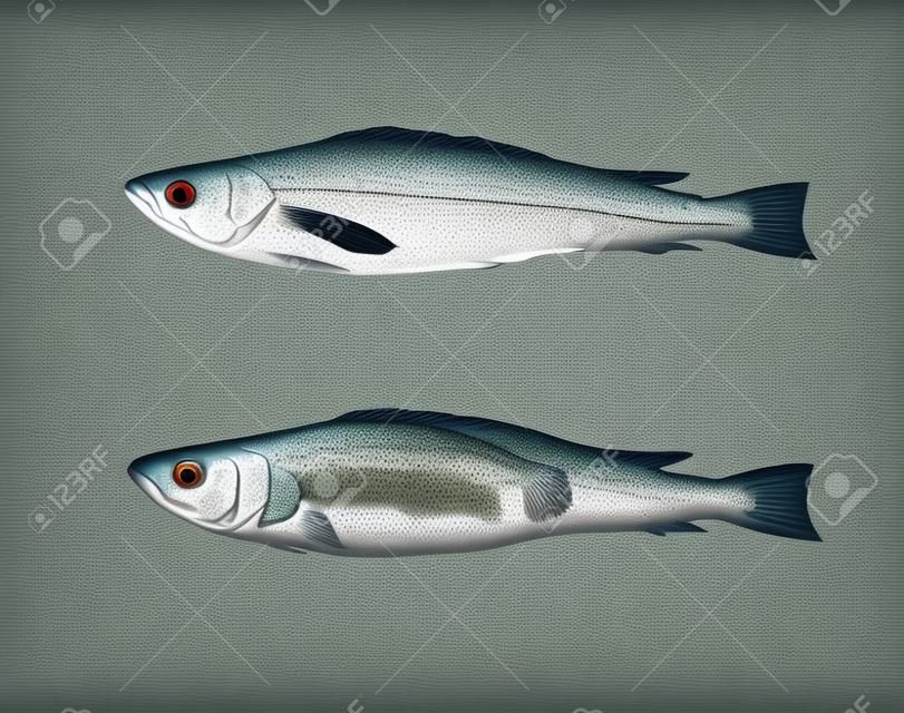 魚的解剖學的數字畫像