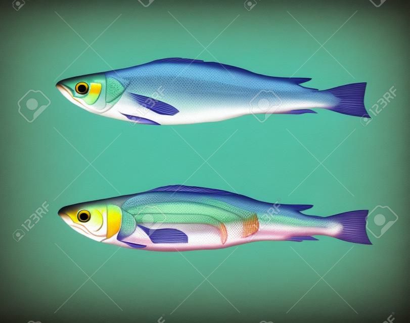 Digital illustration of the anatomy of a fish