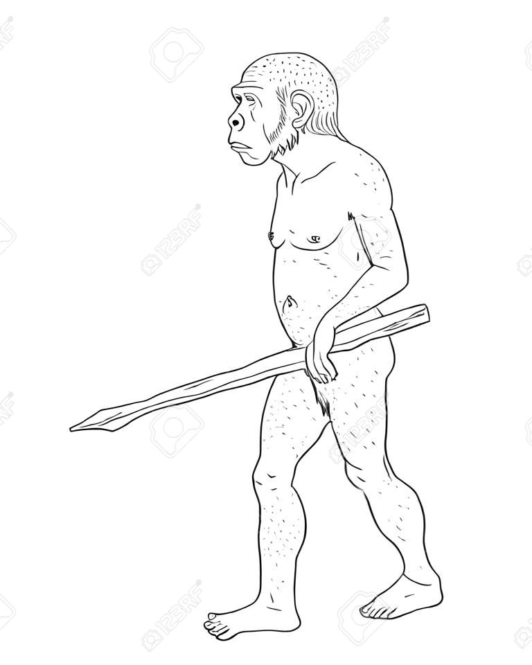 Human evolution digital  illustration, homo erectus, australopithecus, homo habilis, neanderthal, cromagnon