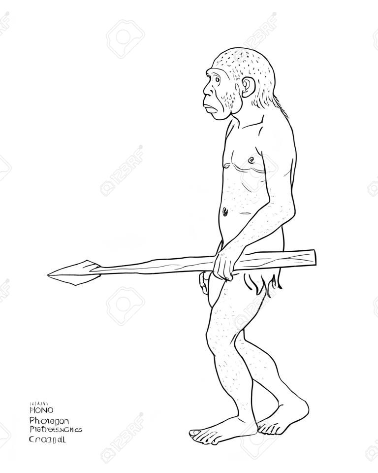 Human evolution digital  illustration, homo erectus, australopithecus, homo habilis, neanderthal, cromagnon