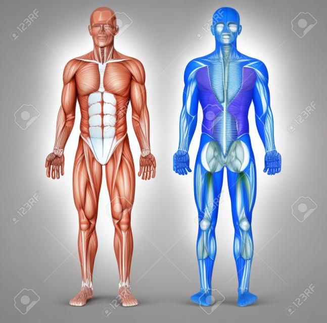 Ilustração digital do sistema muscular