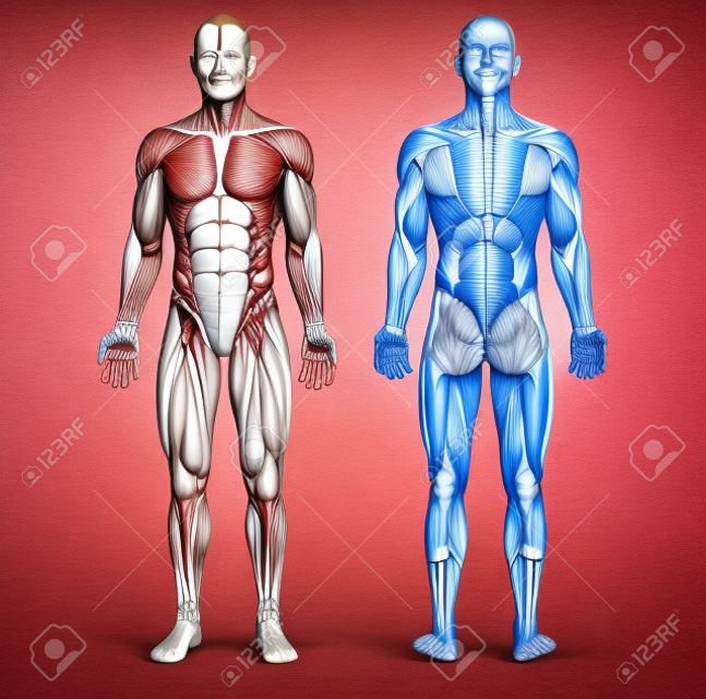 Ilustración digital del sistema muscular