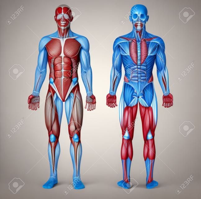 Ilustración digital del sistema muscular