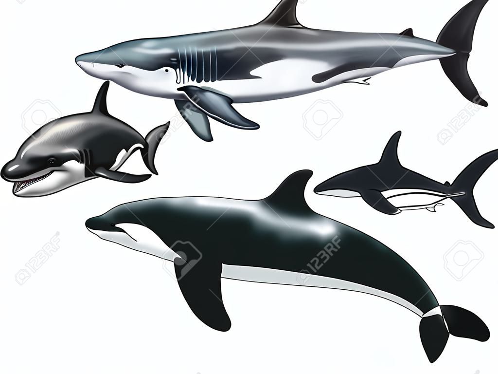 Cyfrowy akwarela porównania wielorybów zabójcy z białym rekinem