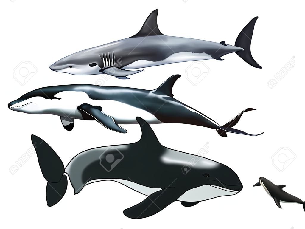 Cyfrowy akwarela porównania wielorybów zabójcy z białym rekinem