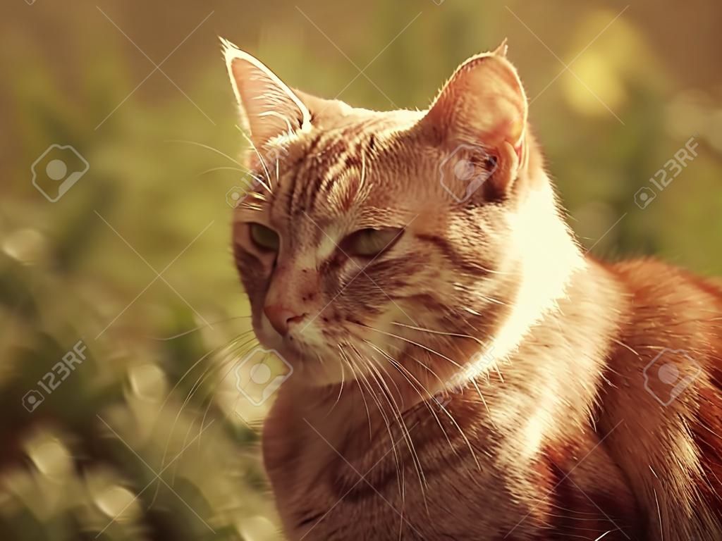 Portrait of green-eyed cat on nature background
