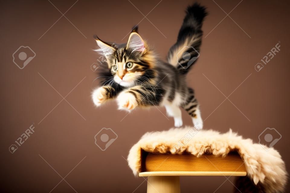 playful tabby maine coon kitten jumping off scratching post hunting looking ahead focused isolated on black background