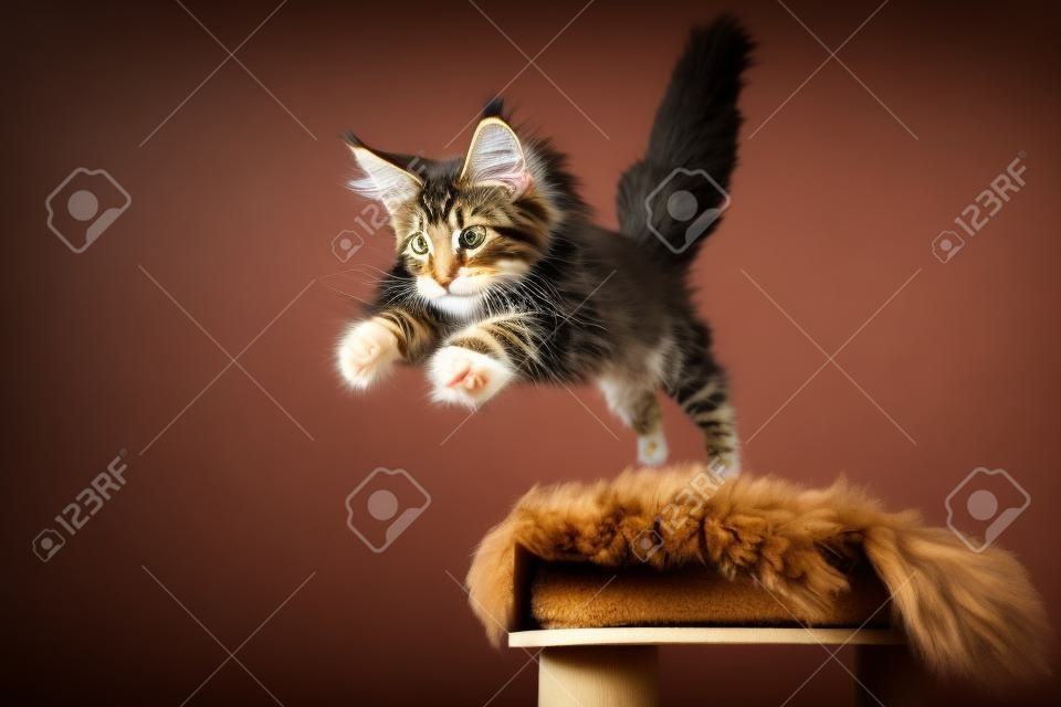 遊び心のあるぶちメインクーン子猫は、黒い背景に分離された先を見据えてスクラッチポストハンティングから飛び降ります