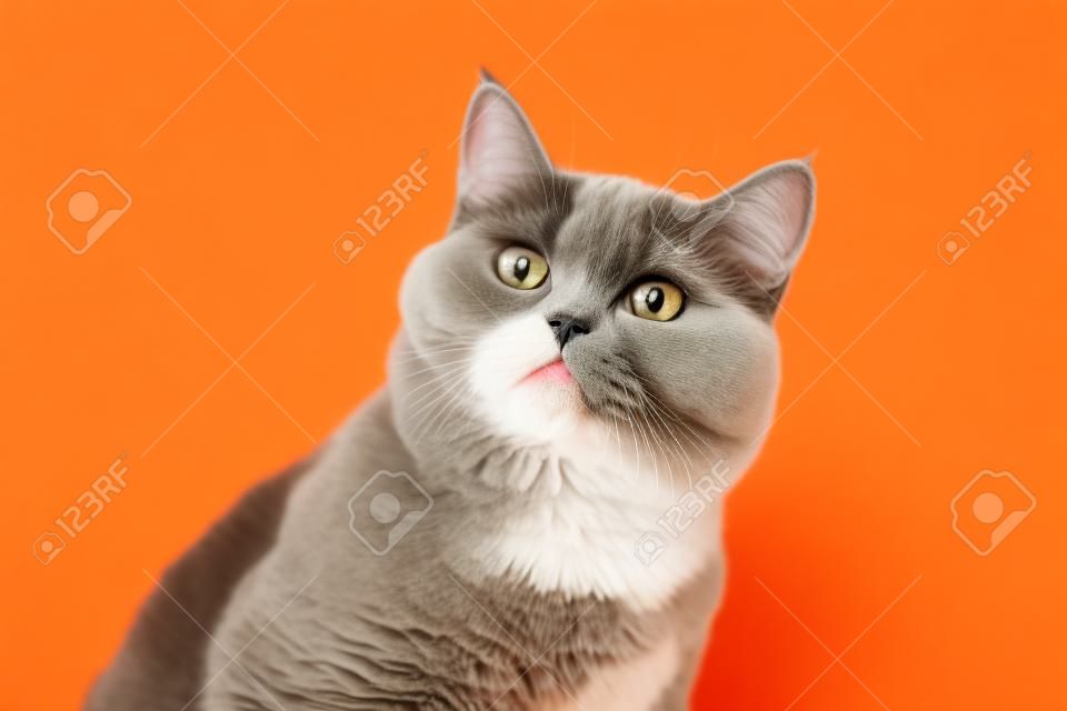 Gracioso retrato de gato británico de pelo corto que parece conmocionado o sorprendido sobre fondo naranja con espacio de copia