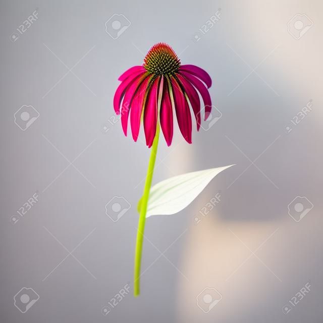 beyaz zemin üzerine Echinacea purpurea