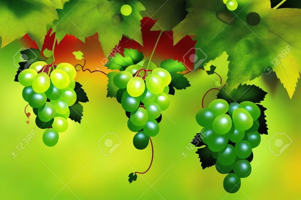 de uvas verdes las uvas rojas y hojas sobre un fondo blanco.